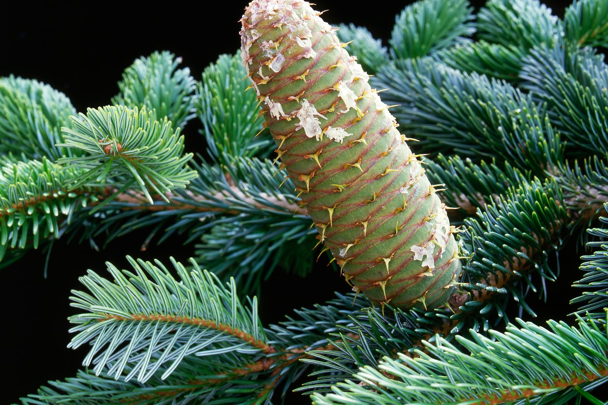 Abete bianco