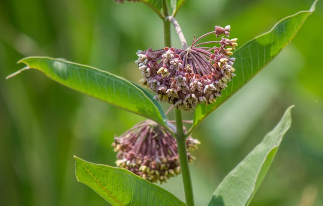 Abete siberiano