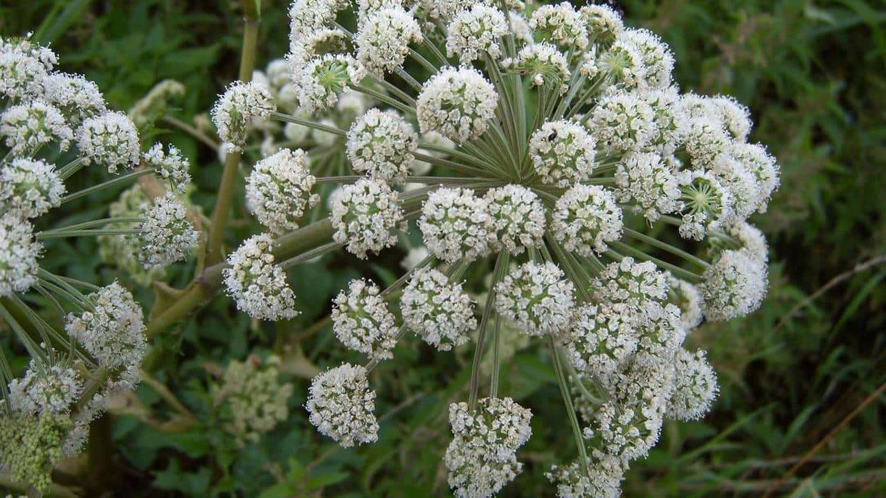 Angelica (radice)
