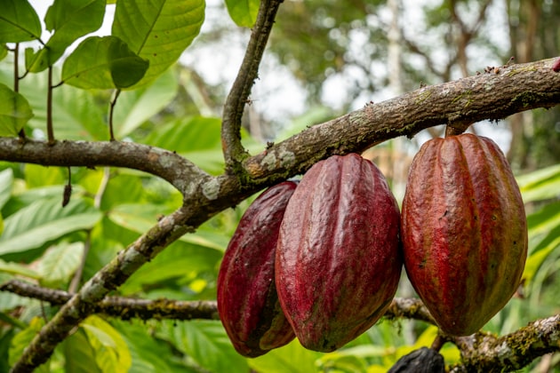 Cacao