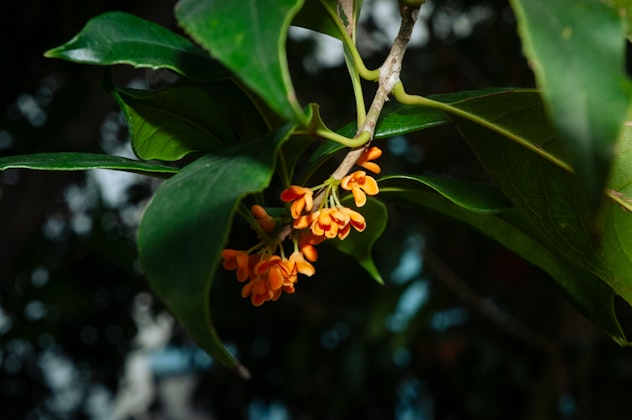 Canfora