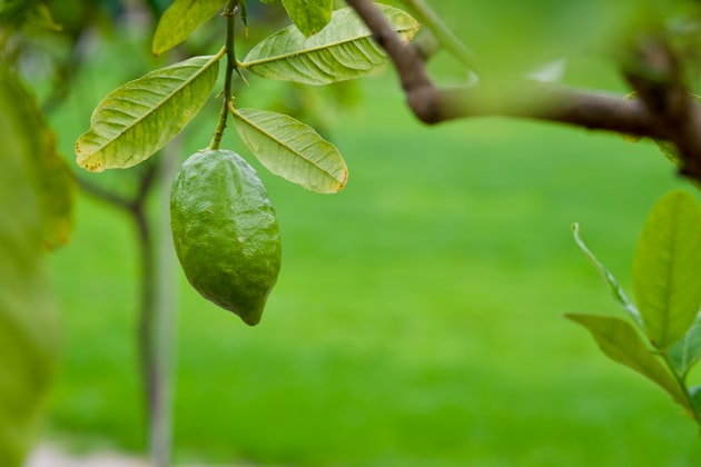 Cedro (frutto)