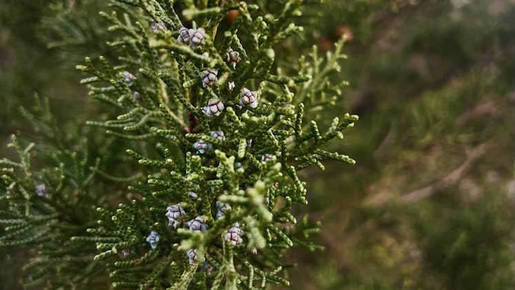 Cedro della Virginia