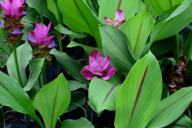 Curcuma zedoaria