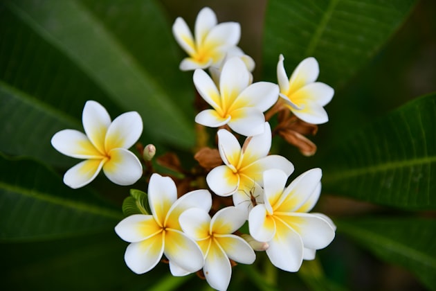 Frangipani