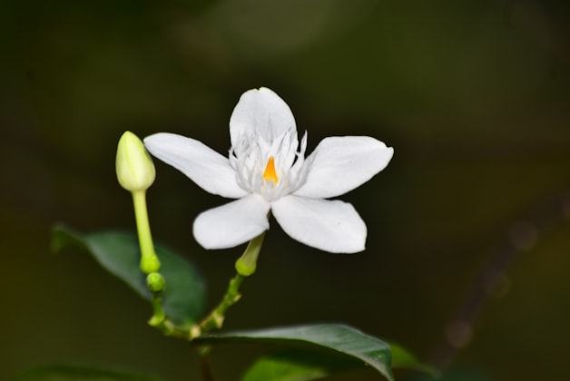 Gardenia