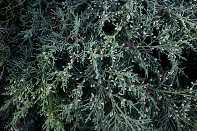 Ginepro