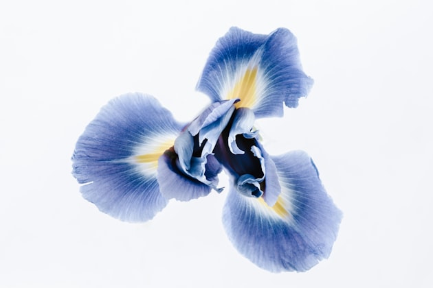 Iris