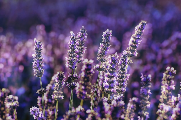 Lavanda