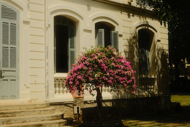 Legno di Ho