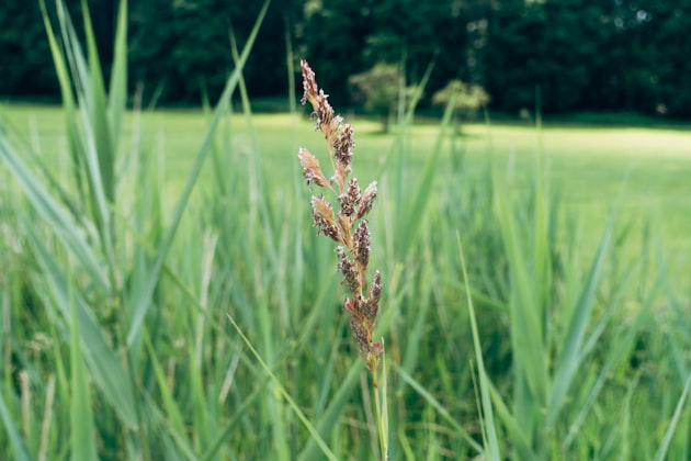 Lemongrass
