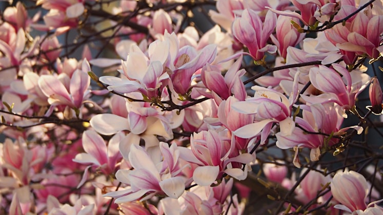 Magnolia