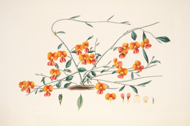 Manuka