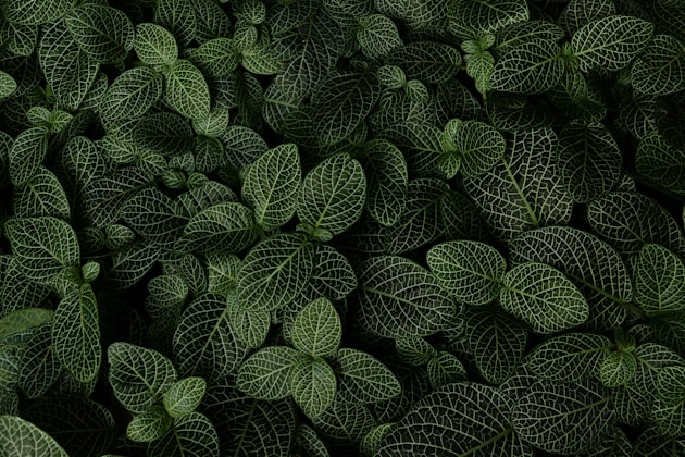 Menta Piperita