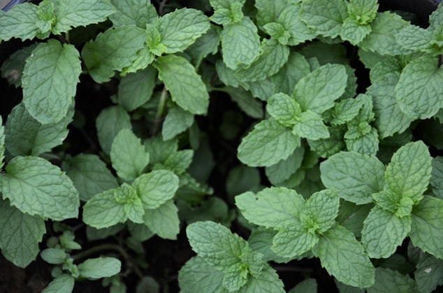 Menta verde