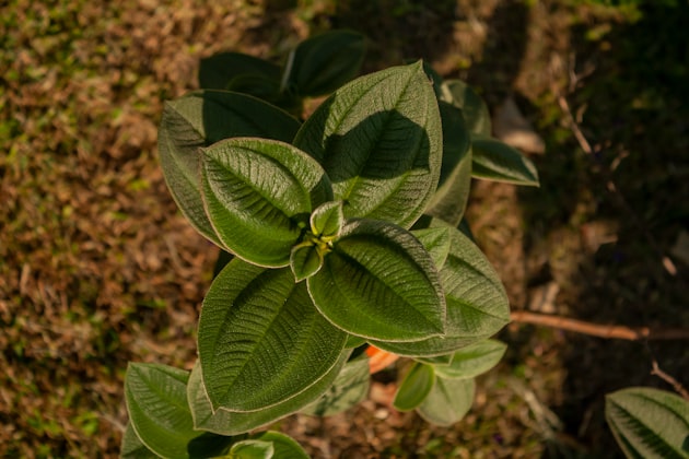 Mirto limone