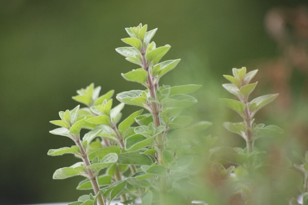 Origano