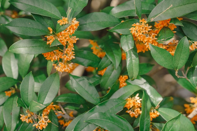 Osmanthus