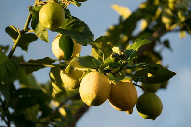 Petit grain limone