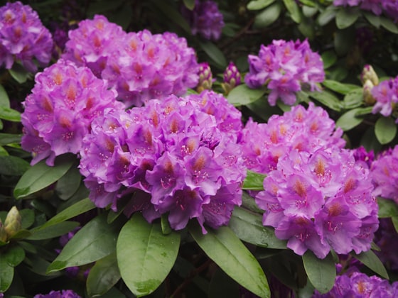 Rododendro