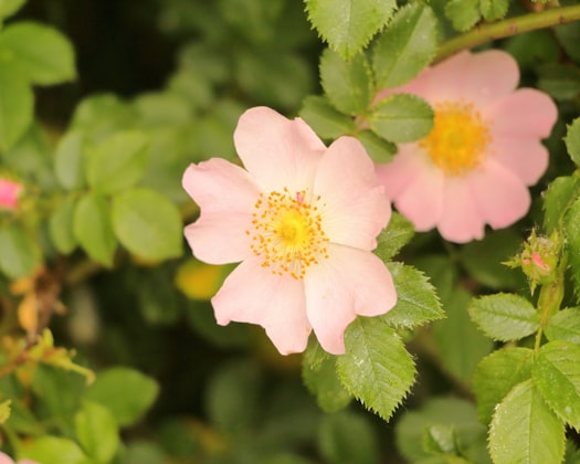 Rosa canina (seme)
