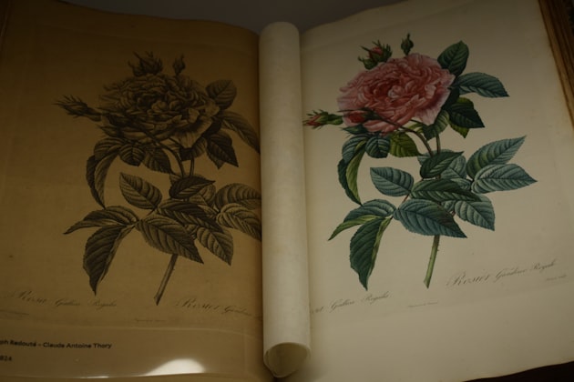 Rosa centifolia