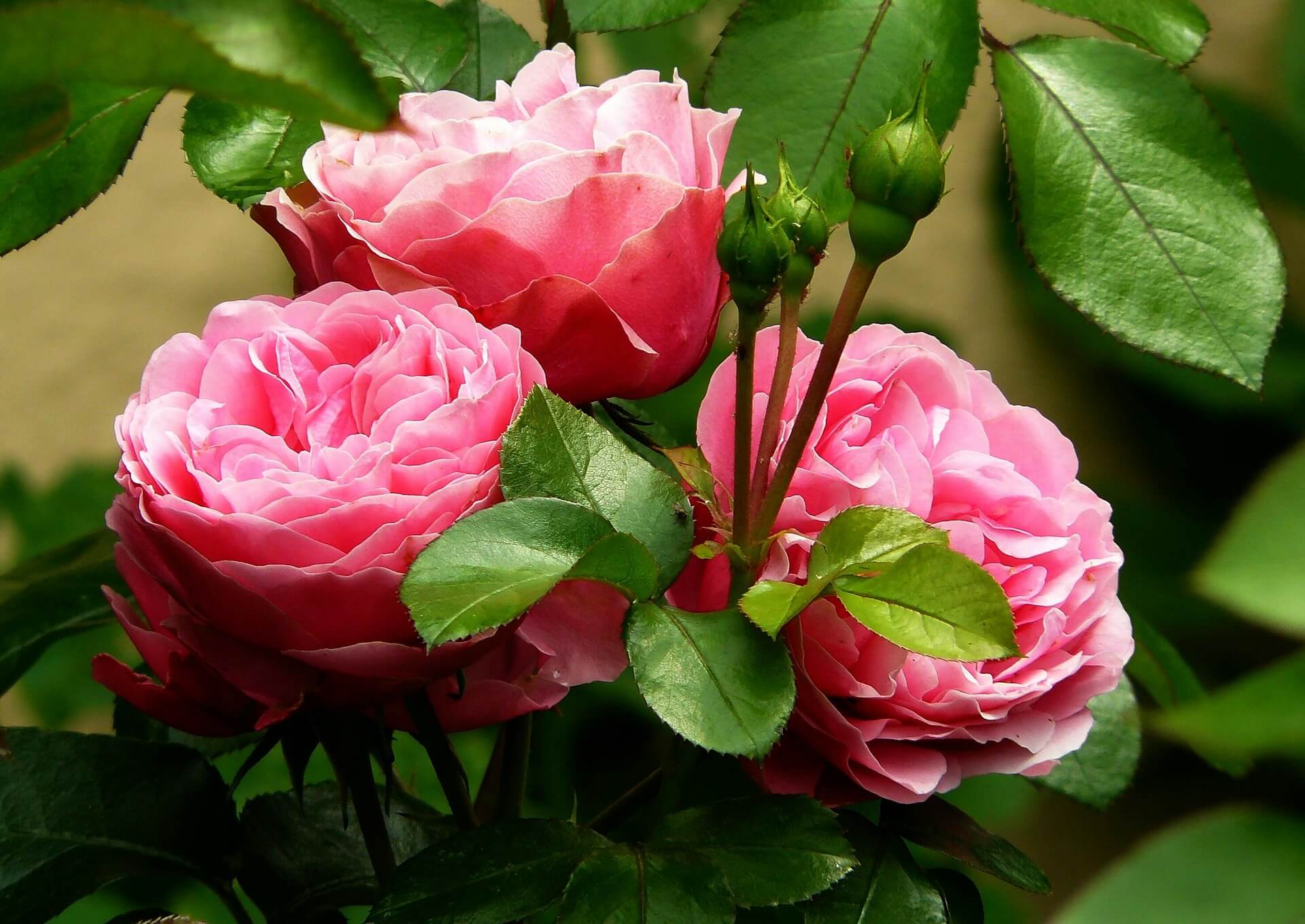 Rosa damascena