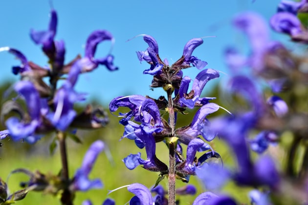 Salvia sclarea