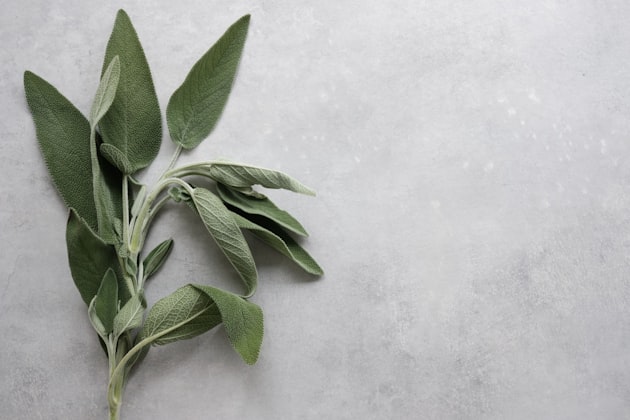 Salvia officinale