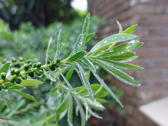 Tea Tree (Albero del Tè)