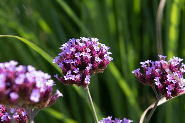 Valeriana