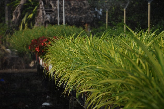 Vetiver