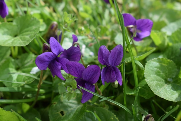 Violetta