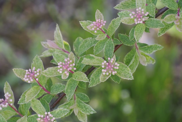 Wintergreen